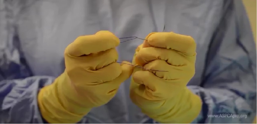 SpayNeuter Surgery Obtaining Suture and Threading a Needle