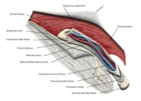 Microsurgical spermatic cord denervation