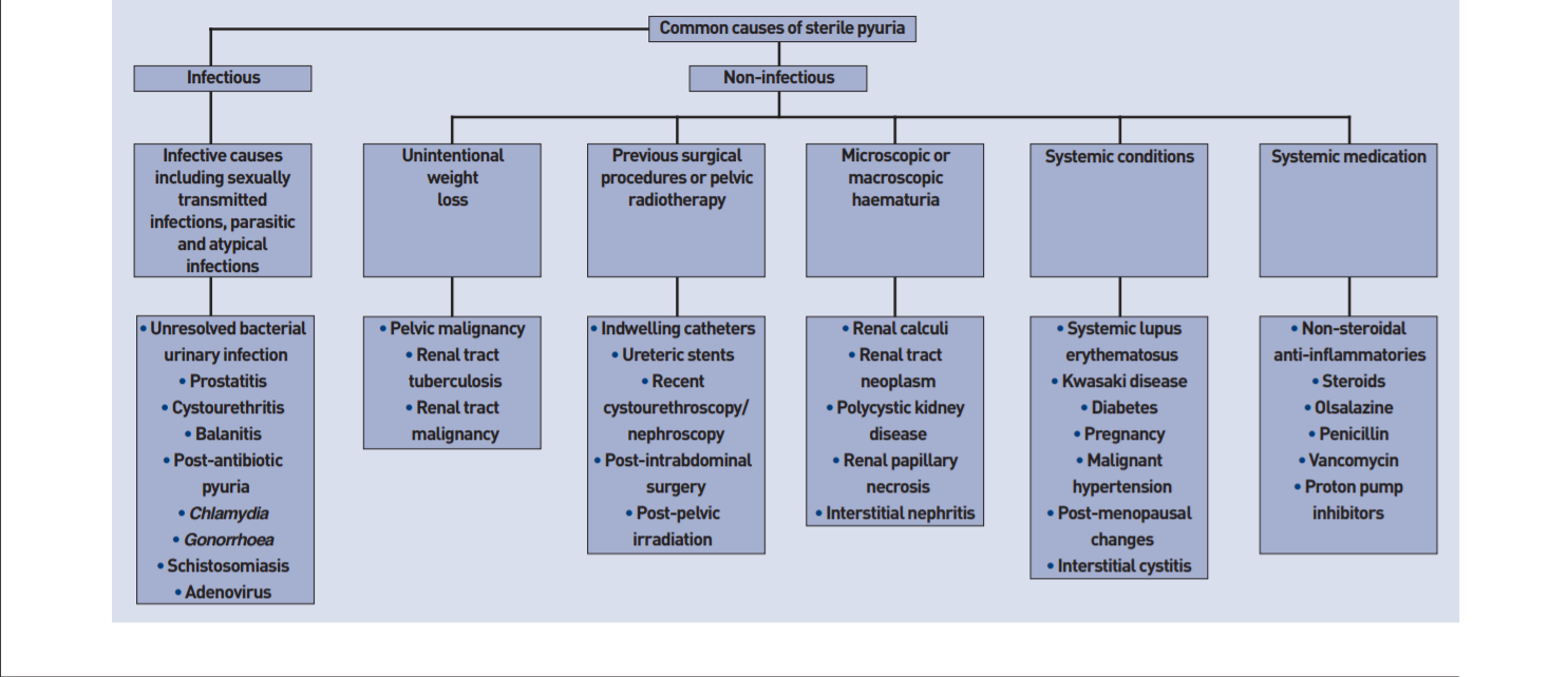 Sterile pyuria: a practical management guide
