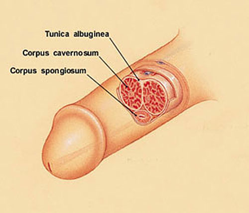 Academic Learning Of Urology Procedures