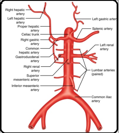 Lumbar Artery in the Robotic Surgery