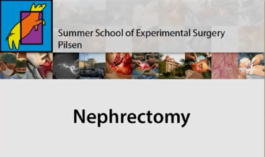  SIMPLE NEPHRECTOMY