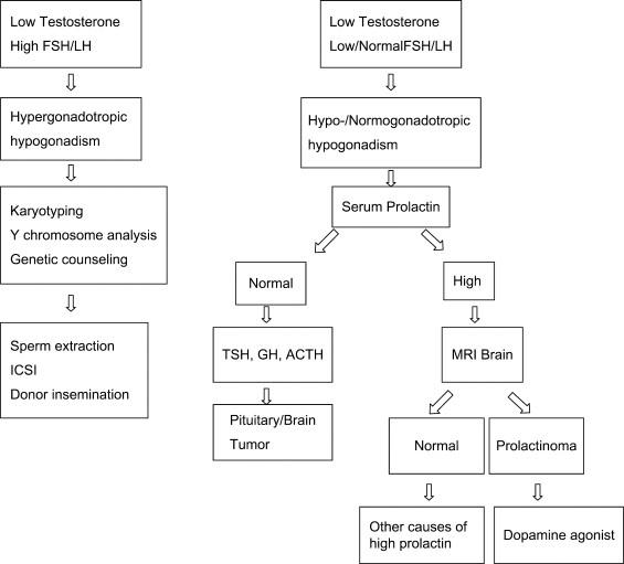 Treatment of the Hypogonadal Infertile Male—A Review